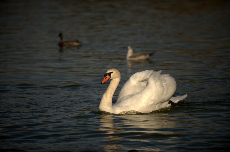 Cygne tuberculé