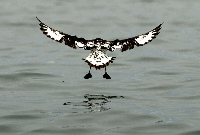 Cape Petrel