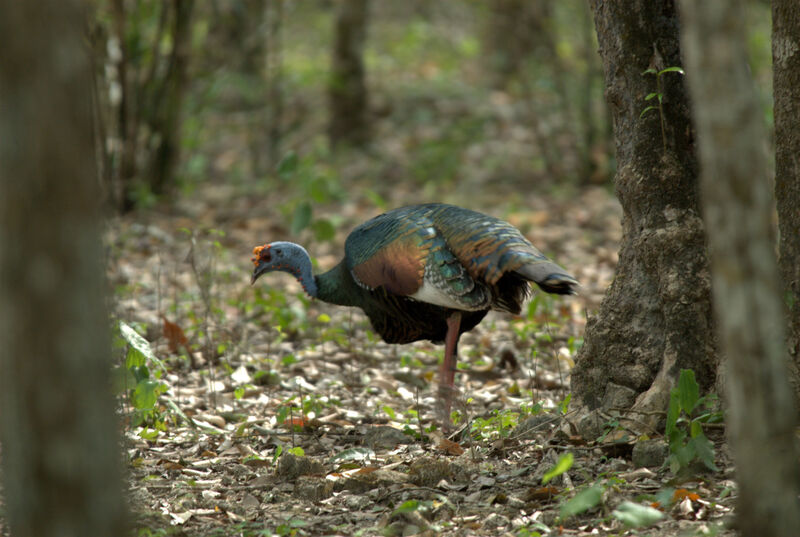 Ocellated Turkey