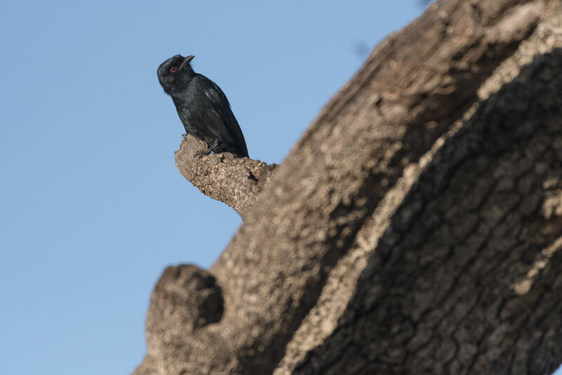 Fork-tailed Drongo