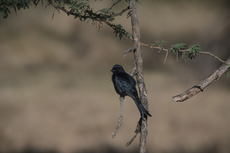 Fork-tailed Drongo