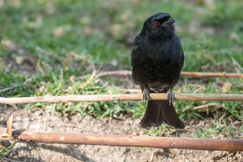 Fork-tailed Drongo