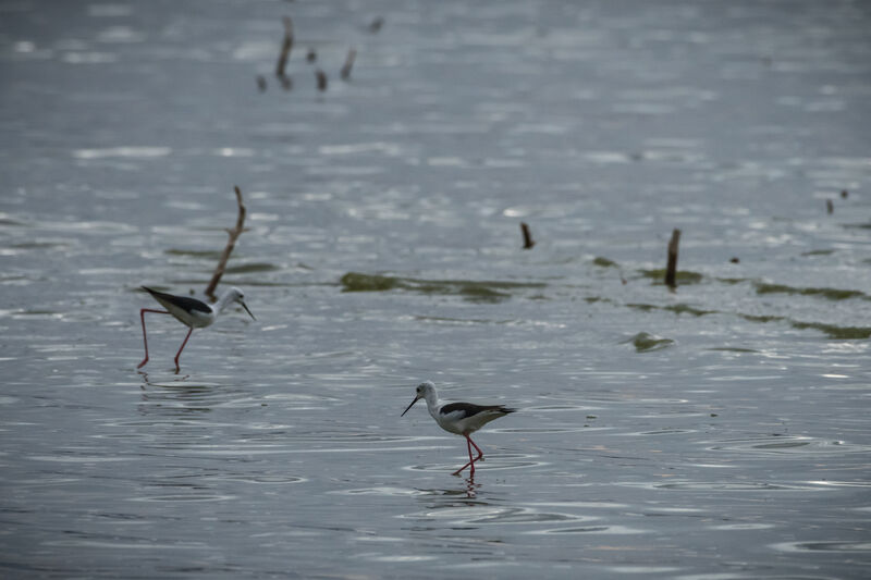 Black-winged Stilt