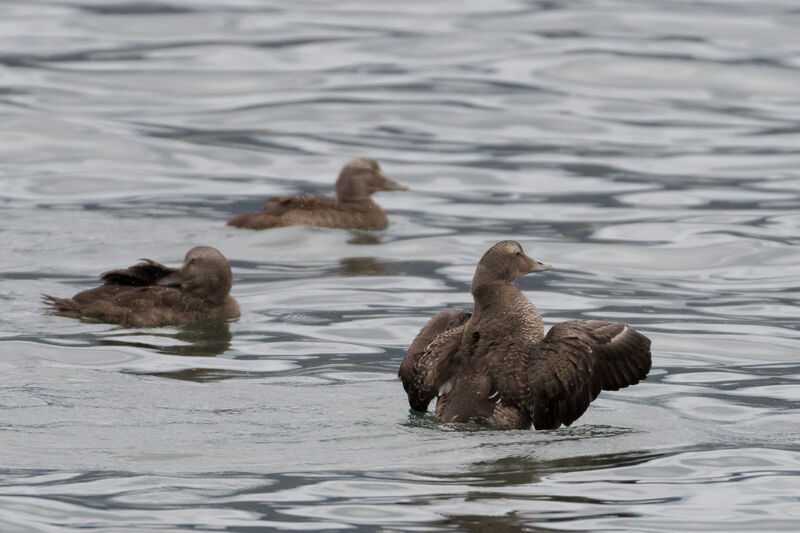 Eider à duvet