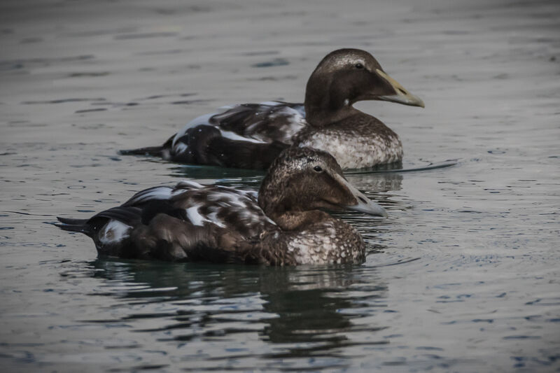 Eider à duvet