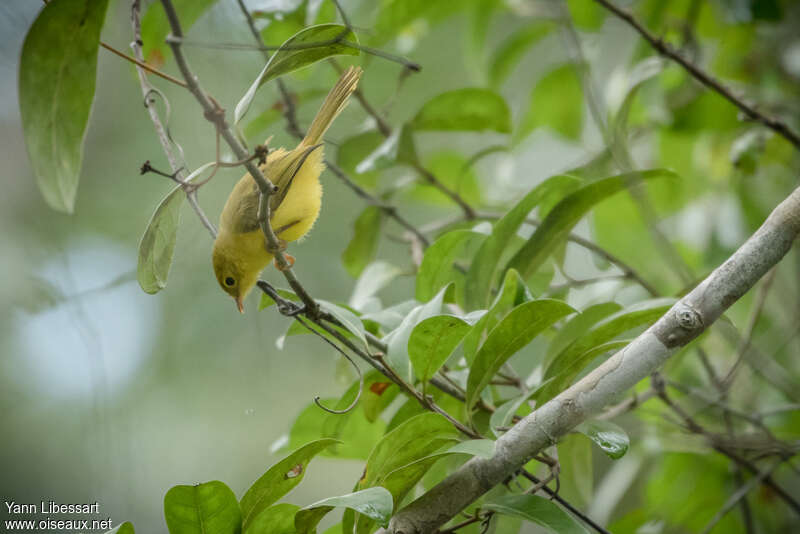 Érythrocerque jaune, habitat, pigmentation, Comportement