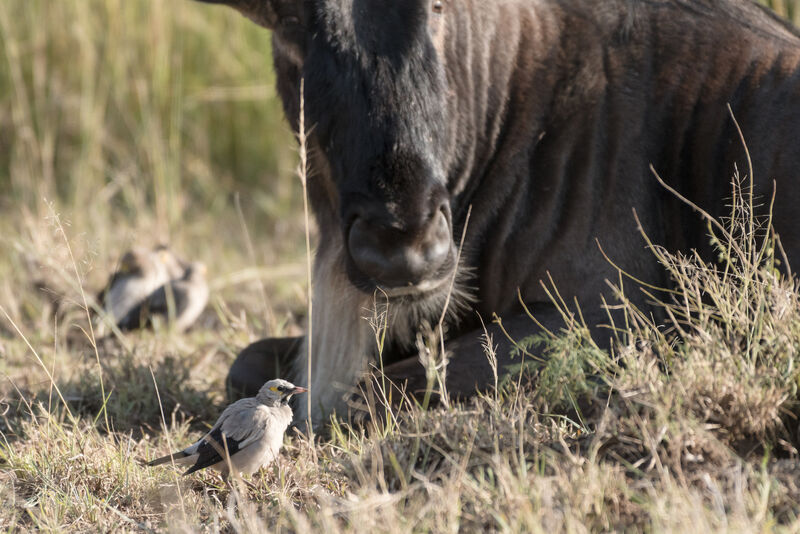 Wattled Starling