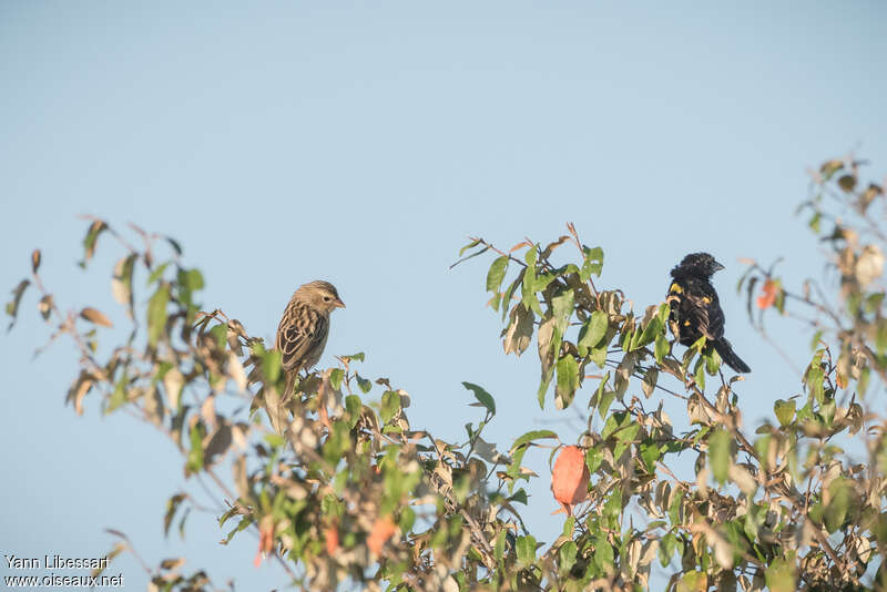 Yellow-mantled Widowbirdadult, pigmentation