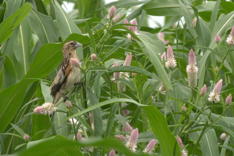 Fan-tailed Widowbird female