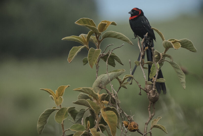 Euplecte à nuque rouge