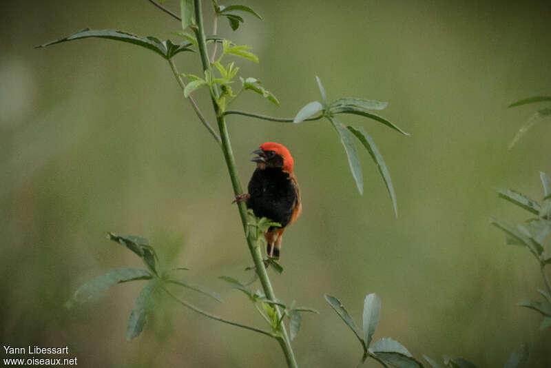 Zanzibar Red Bishop male adult, habitat, pigmentation