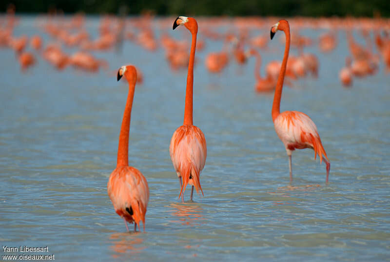 Flamant des Caraïbesadulte