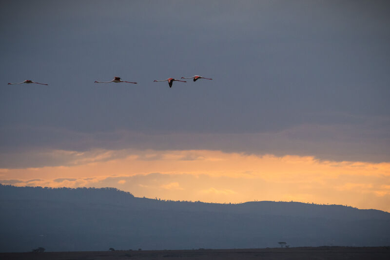 Greater Flamingo