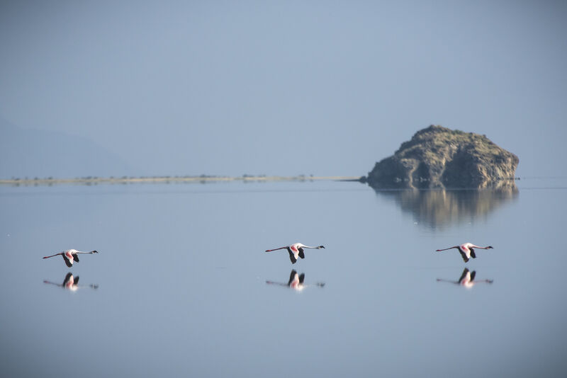 Flamant rose