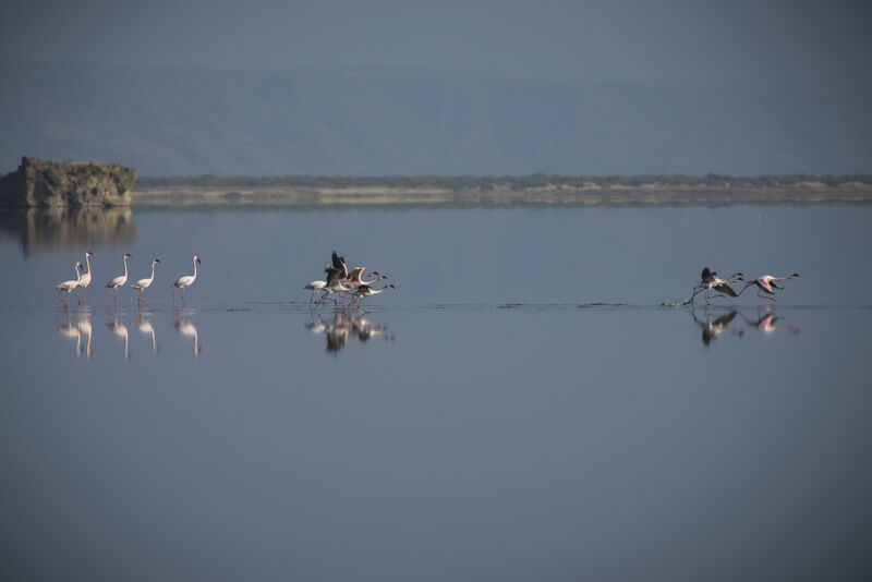 Flamant rose