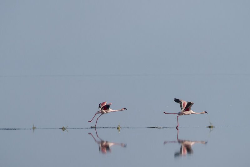 Greater Flamingo