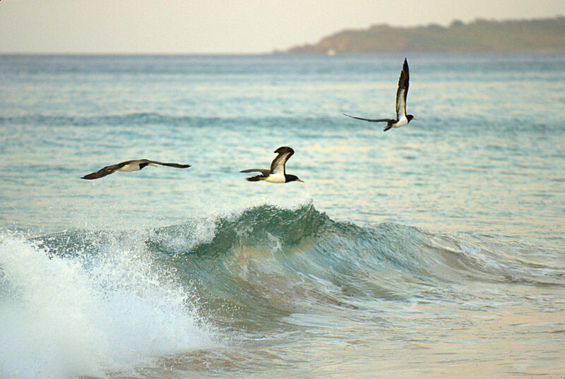 Brown Booby