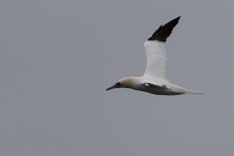 Northern Gannet