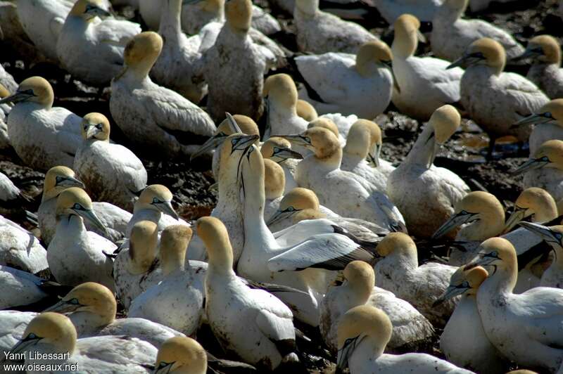 Cape Gannetadult, courting display, Behaviour