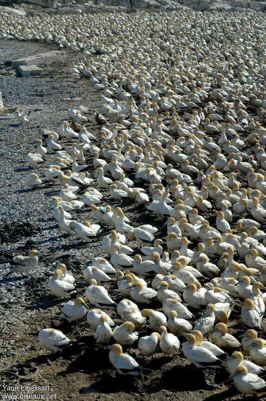 Cape Gannetadult, Behaviour