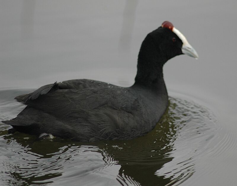 Red-knobbed Coot