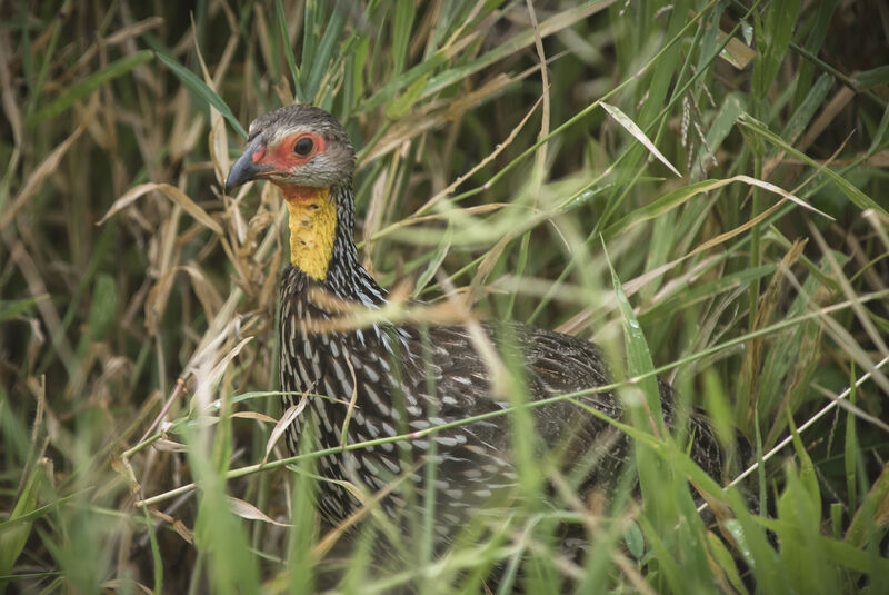 Francolin à cou jaune