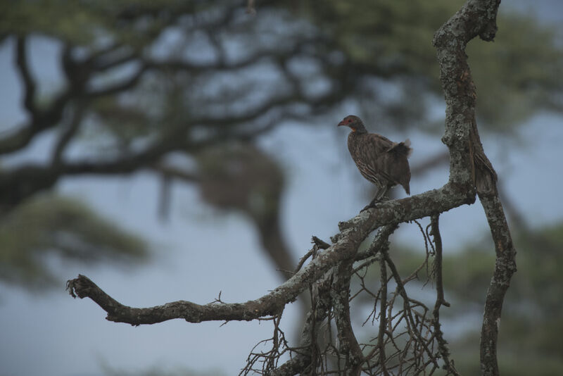 Yellow-necked Spurfowl