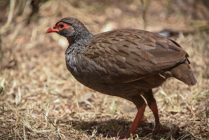 Red-necked Spurfowl