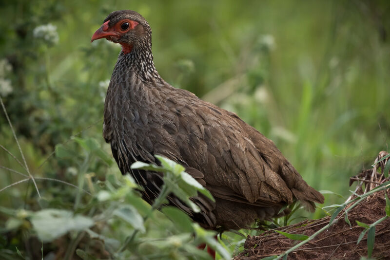 Red-necked Spurfowl