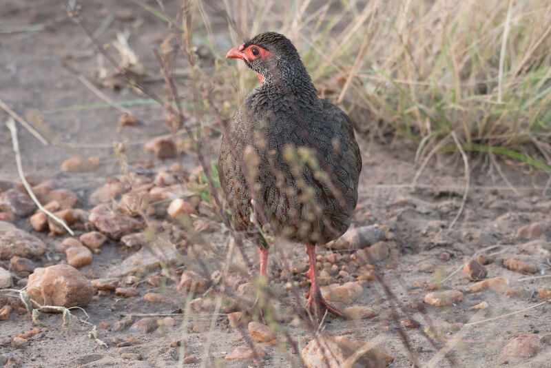 Red-necked Spurfowl