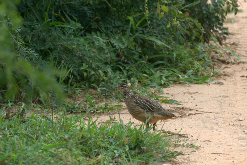 Francolin huppé