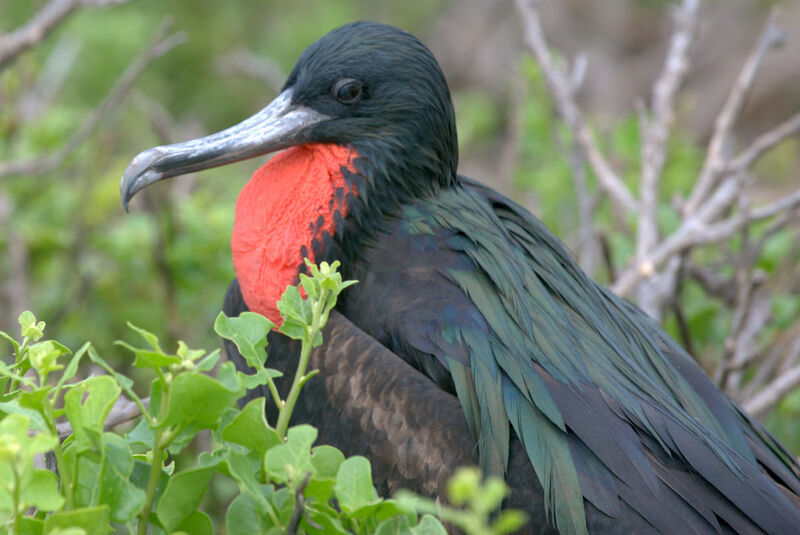 Great Frigatebird male