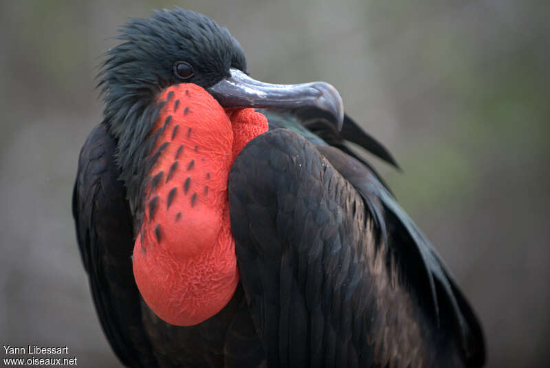 Great Frigatebird male adult breeding, close-up portrait