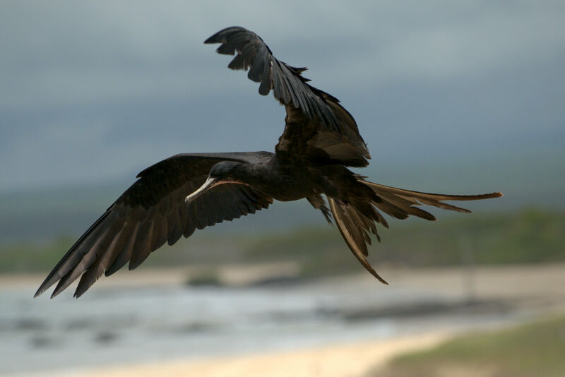 Magnificent Frigatebird