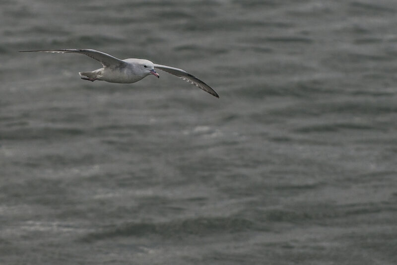 Fulmar argenté