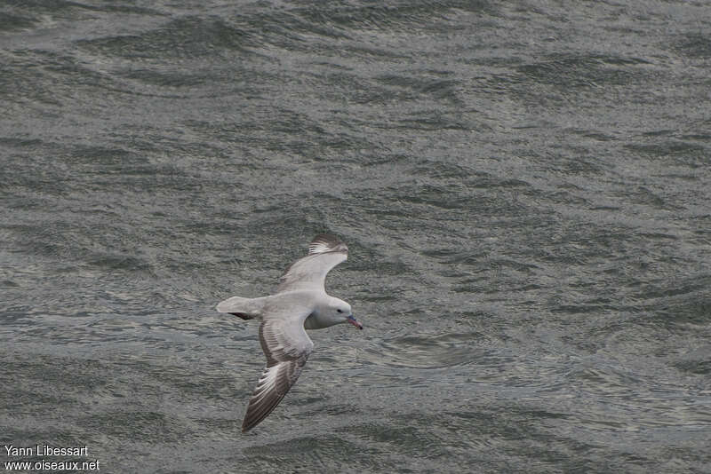 Fulmar argenté