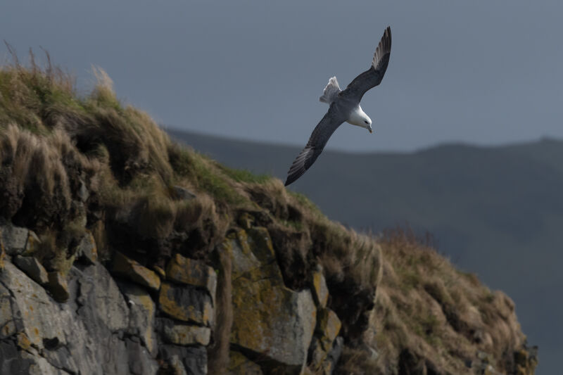 Fulmar boréal