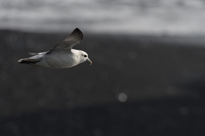 Fulmar boréal