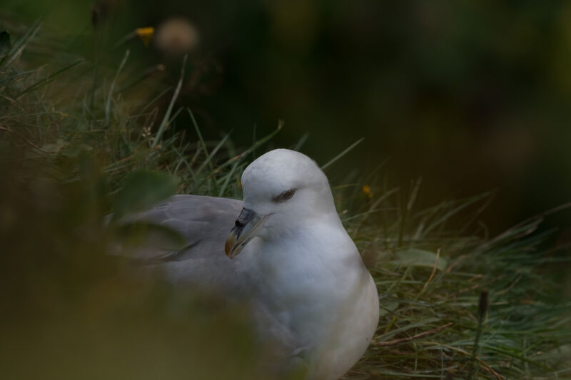 Fulmar boréal