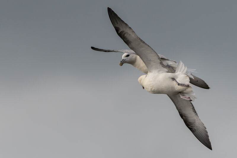 Fulmar boréal