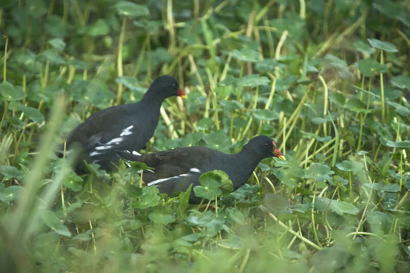 Gallinule poule-d'eau