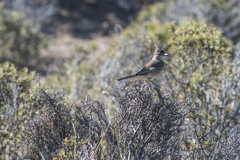 Lesser Shrike-Tyrant