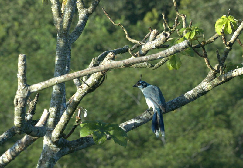 White-throated Magpie-Jay