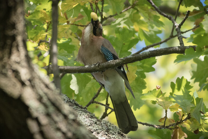 Eurasian Jay