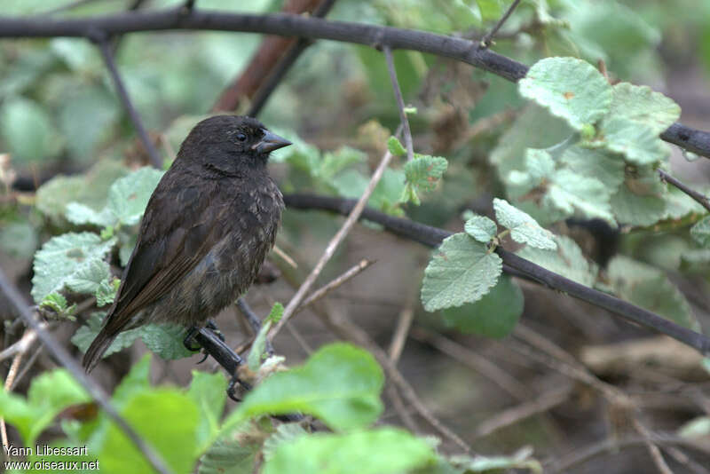 Genovesa Ground Finch male immature, identification, moulting