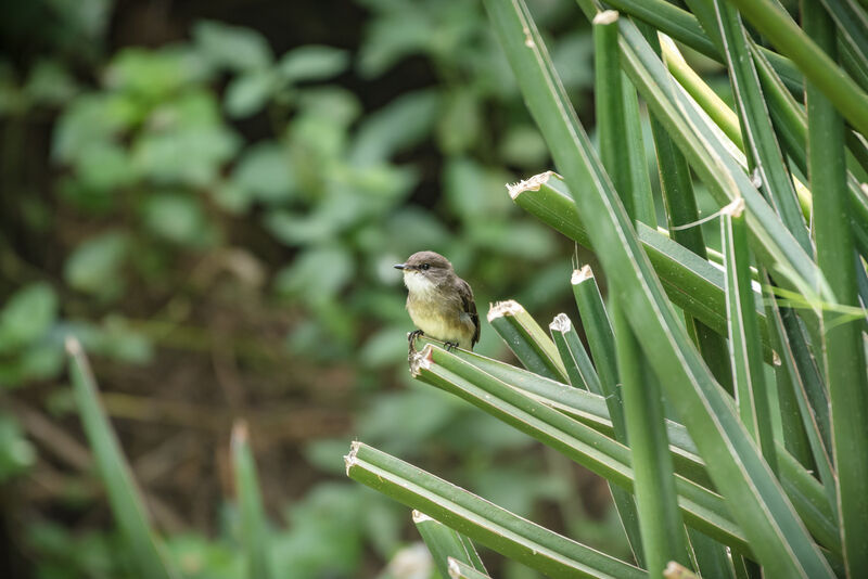 Gobemouche des marais