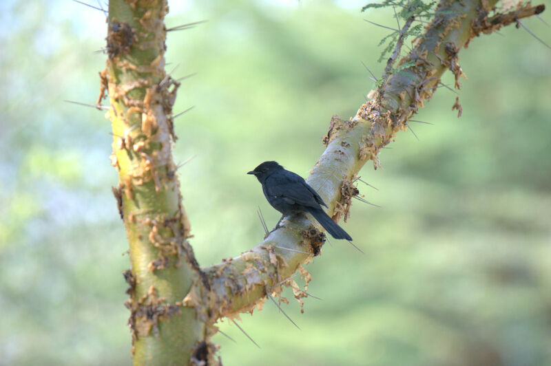 Gobemouche drongo