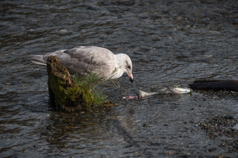 Goéland à ailes grises