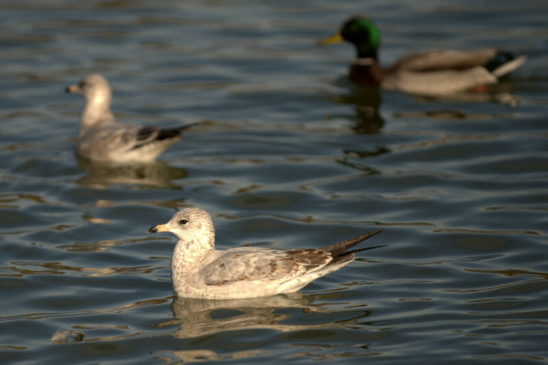 Ring-billed Gull