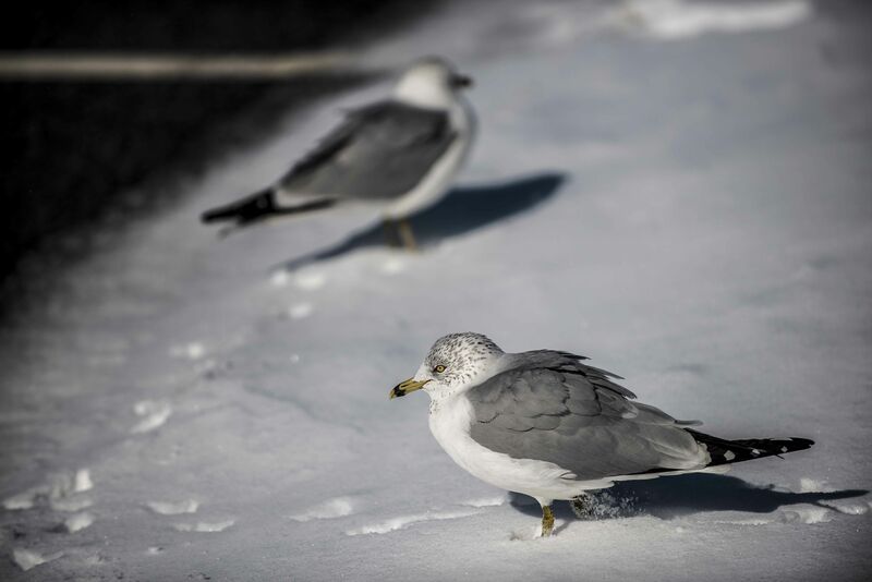 Ring-billed Gull